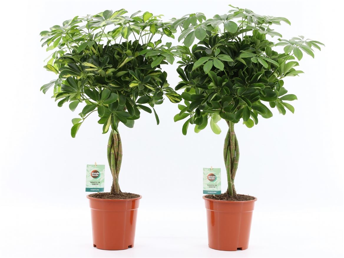 Горшечные цветы и растения оптом Schefflera Arboricola Mix Gevlochte от 1шт из Голландии с доставкой по России