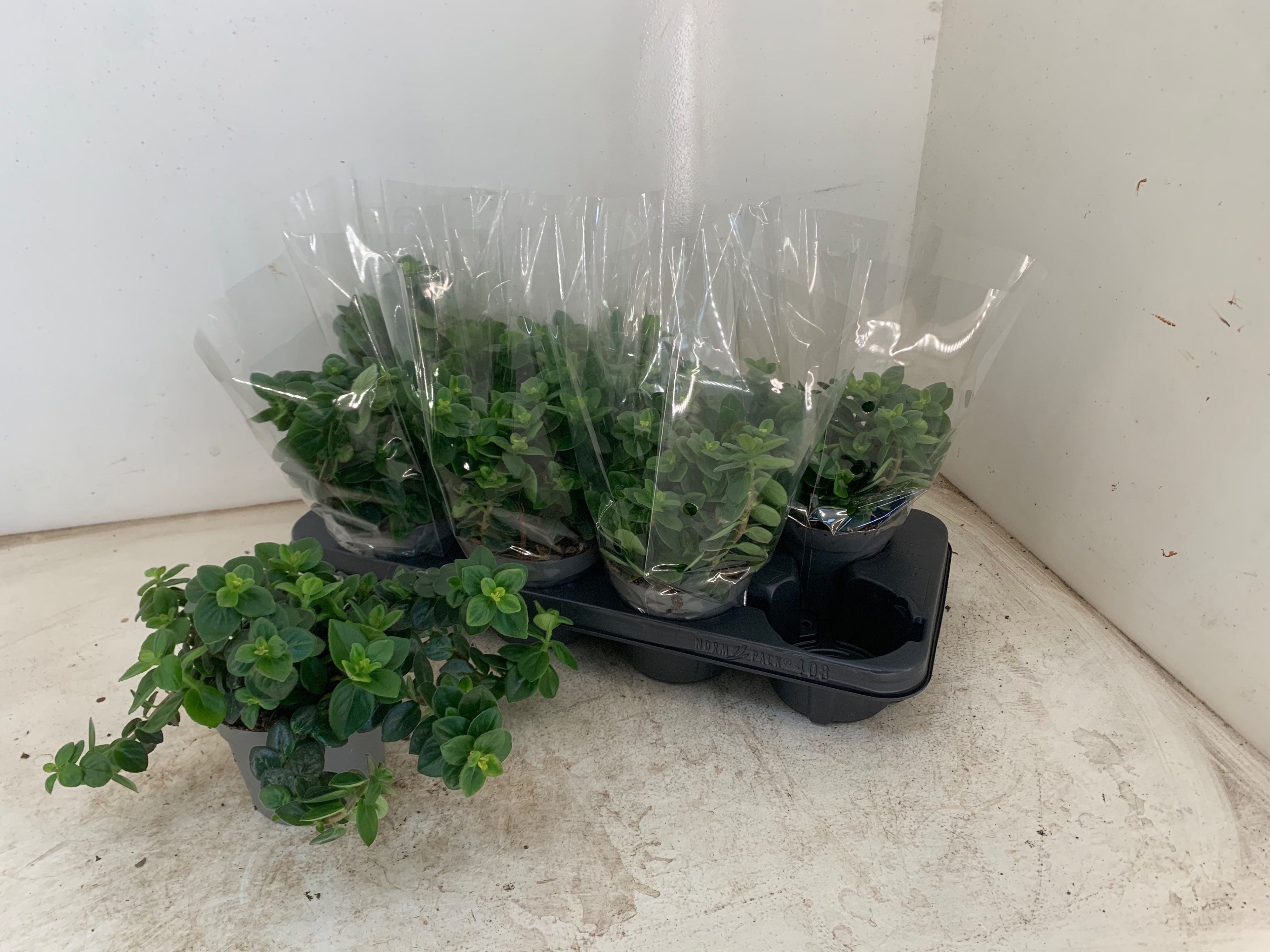 Горшечные цветы и растения оптом Columnea Arguta от 8шт из Голландии с доставкой по России