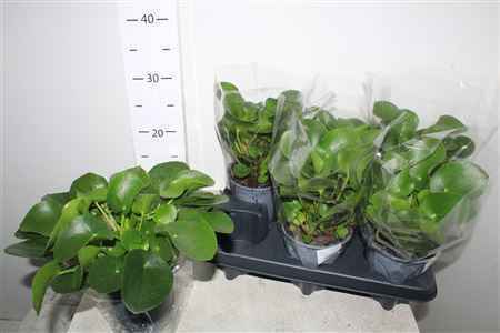 Горшечные цветы и растения оптом Pilea Peperomioides от 6шт из Голландии с доставкой по России