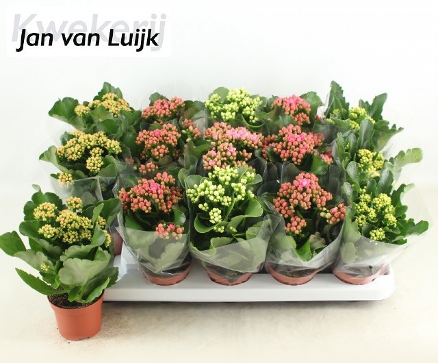 Горшечные цветы и растения оптом Kal Ge Gem 5 Kl от 15шт (для телеги) из Голландии с доставкой по России