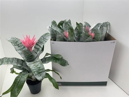 Горшечные цветы и растения оптом Aechmea Primera от 7шт из Голландии с доставкой по России