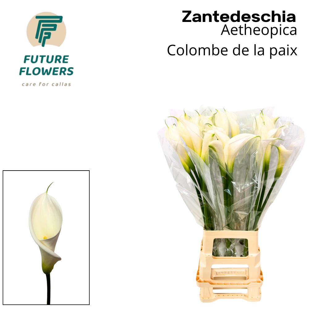Срезанные цветы оптом Zantedeschia ae colombe de la paix от 30шт из Голландии с доставкой по России