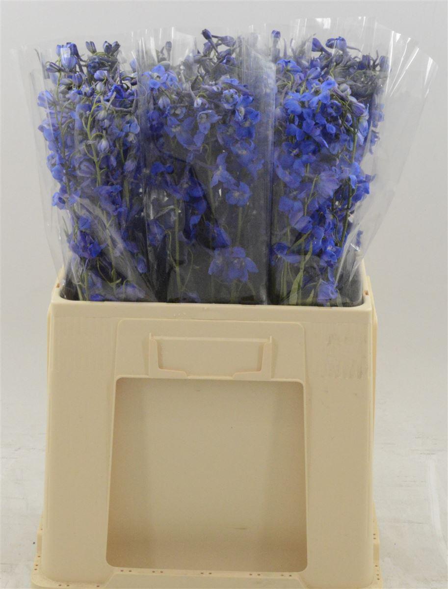 Срезанные цветы оптом Delphinium si deldonna blue от 60шт из Голландии с доставкой по России