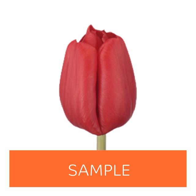 Срезанные цветы оптом Tulipa si (our choice) red от 50шт из Голландии с доставкой по России