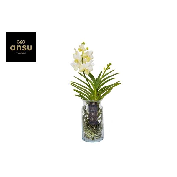 Горшечные цветы и растения оптом Vanda Bose Xl White от 1шт из Голландии с доставкой по России