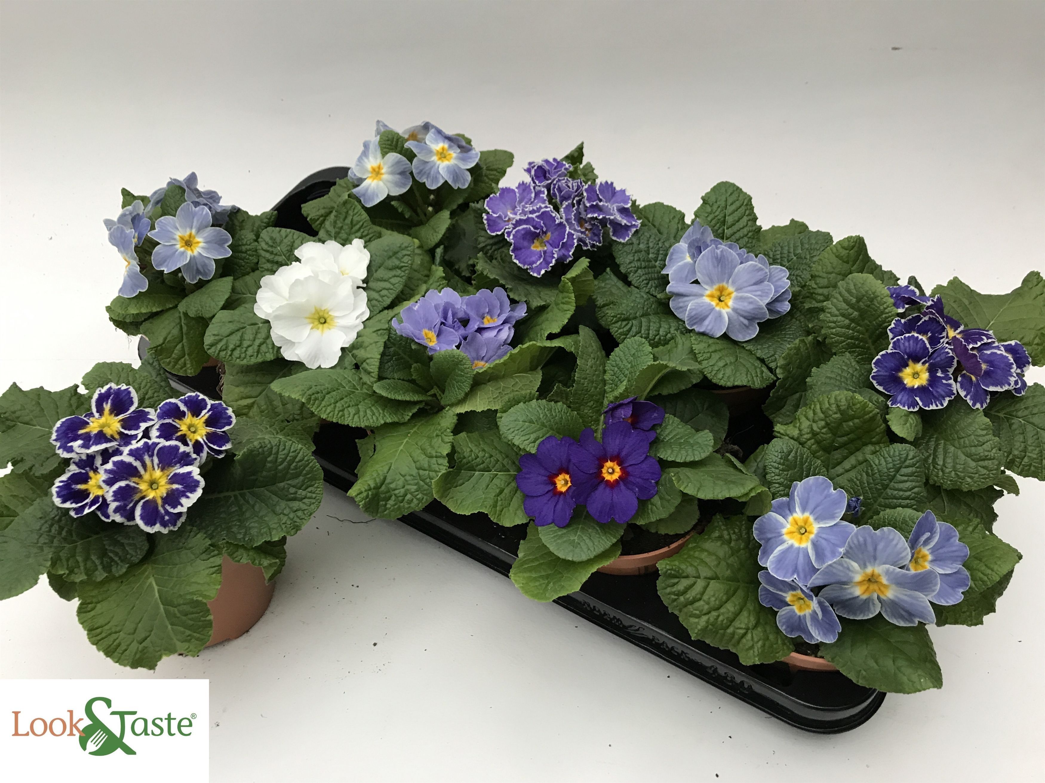 Горшечные цветы и растения оптом Prim Ac Overig от 10шт из Голландии с доставкой по России