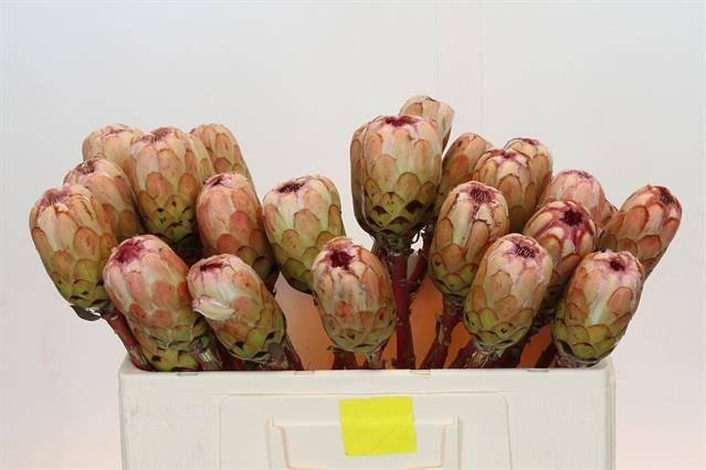 Срезанные цветы оптом Protea grandicolor no leaves от 30шт из Голландии с доставкой по России Срезанные цветы оптом Protea grandicolor no leaves от 30шт из Голландии с доставкой по России