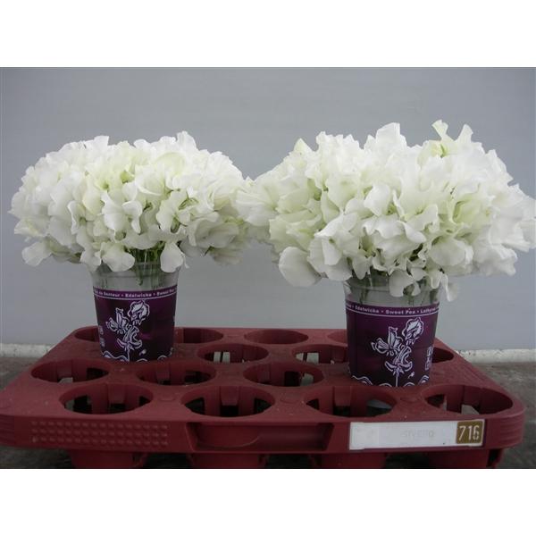 Срезанные цветы оптом Lathyrus winter sunshine white от 120шт из Голландии с доставкой по России