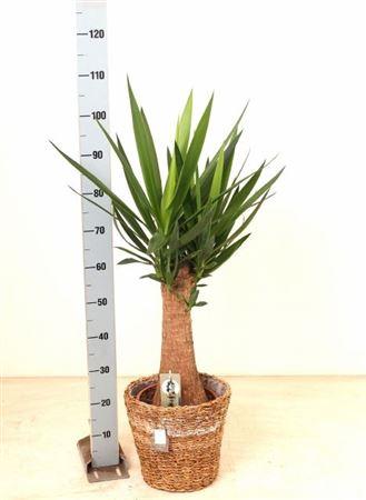 Горшечные цветы и растения оптом Yucca In Mand от 1шт из Голландии с доставкой по России
