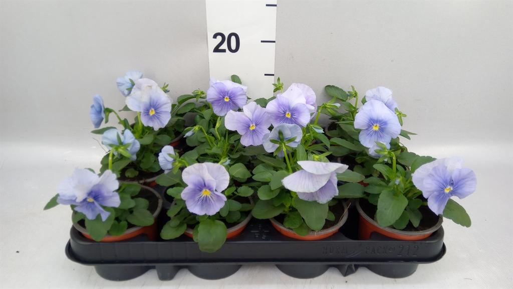 Горшечные цветы и растения оптом Viola Wr. flair Light Blue от 12шт (для телеги) из Голландии с доставкой по России