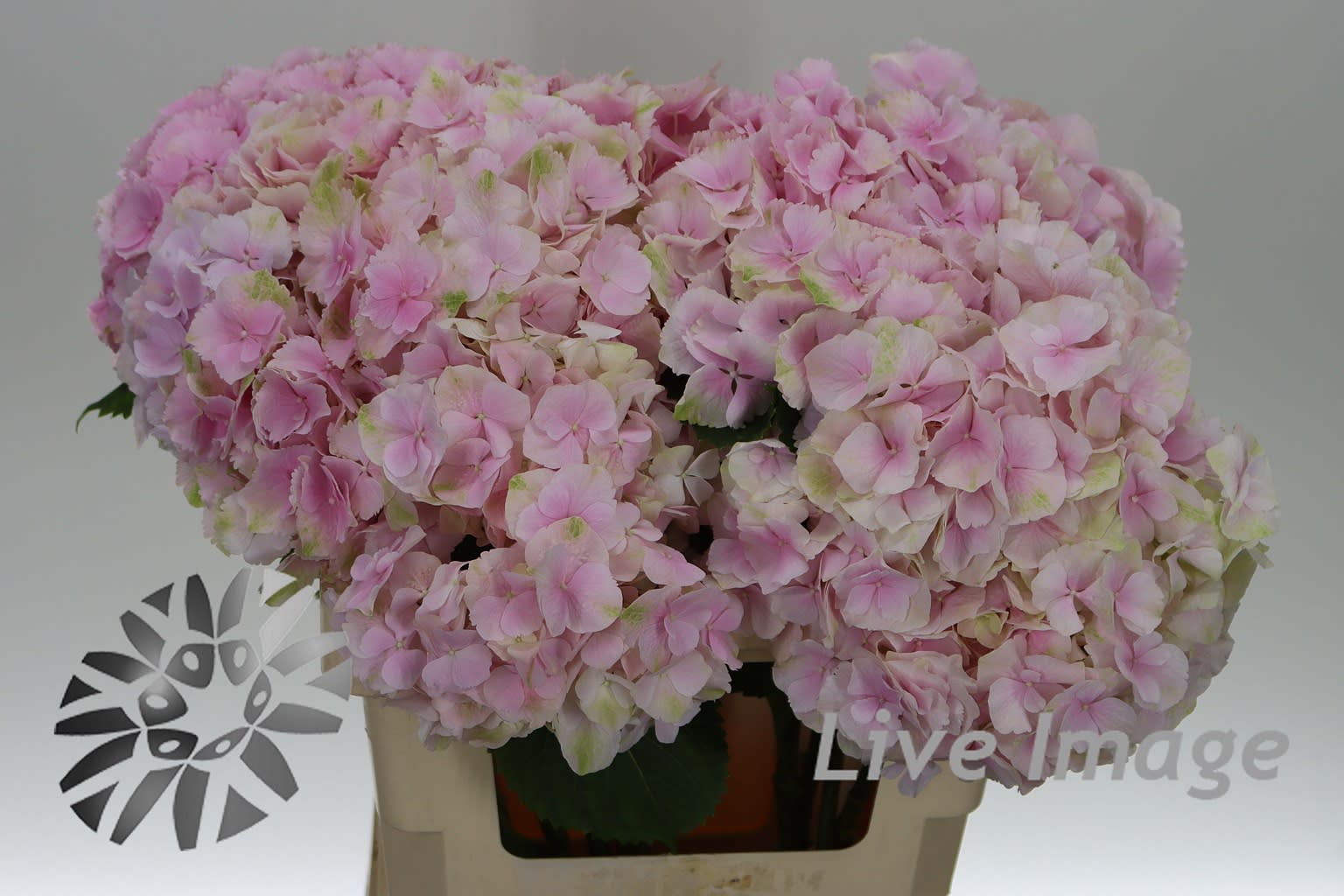 Срезанные цветы оптом Hydrangea verena от 10шт.... из Голландии с доставкой по России