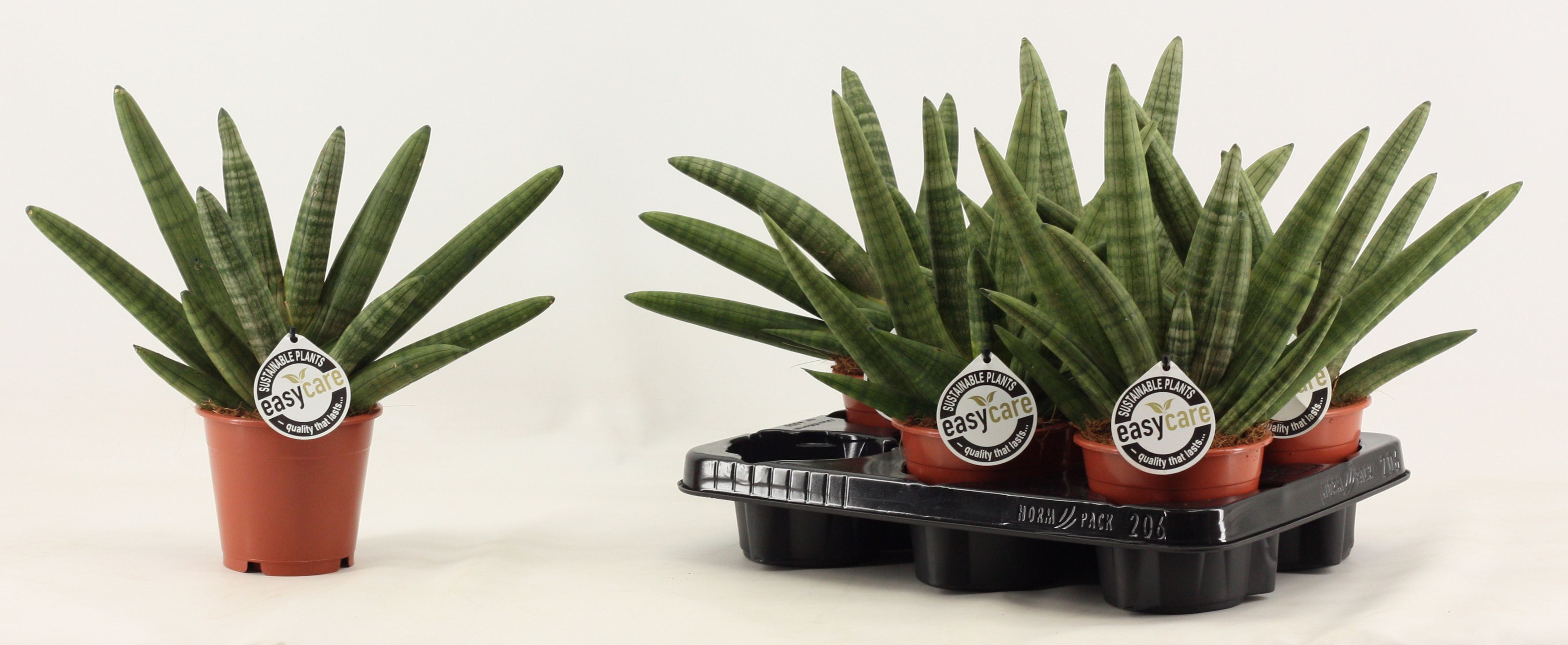 Горшечные цветы и растения оптом Sansevieria Double Boncellensis от 4шт из Голландии с доставкой по России