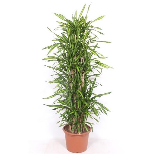 Горшечные цветы и растения оптом Dracaena Riki от 1шт из Голландии с доставкой по России