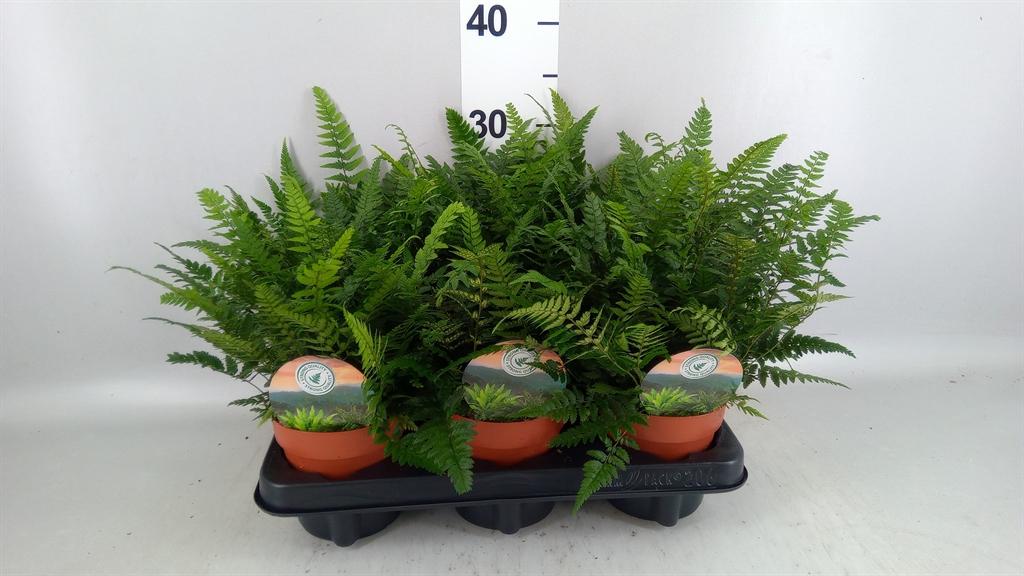 Горшечные цветы и растения оптом Polystichum Tsussimense от 6шт из Голландии с доставкой по России