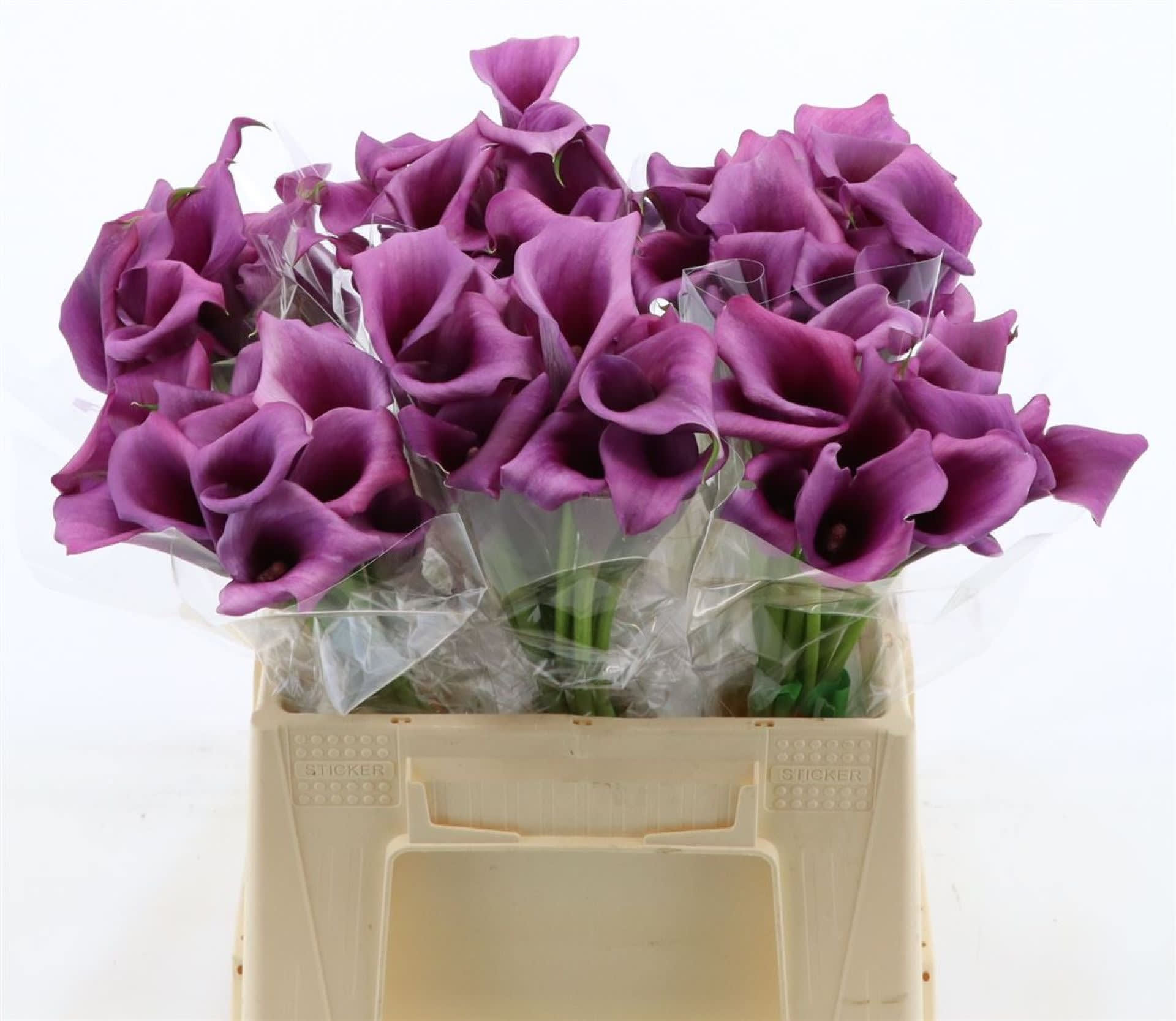 Срезанные цветы оптом Zantedeschia durban от 60шт. из Голландии с доставкой по России