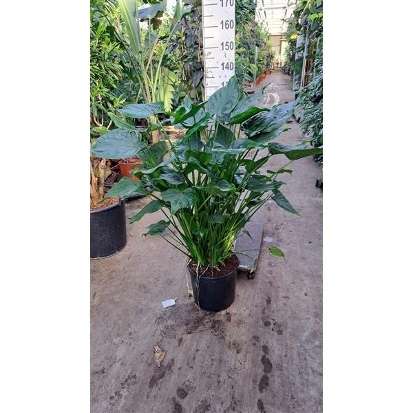 Горшечные цветы и растения оптом Alocasia Cucullata On Stem от 1шт (для телеги) из Голландии с доставкой по России