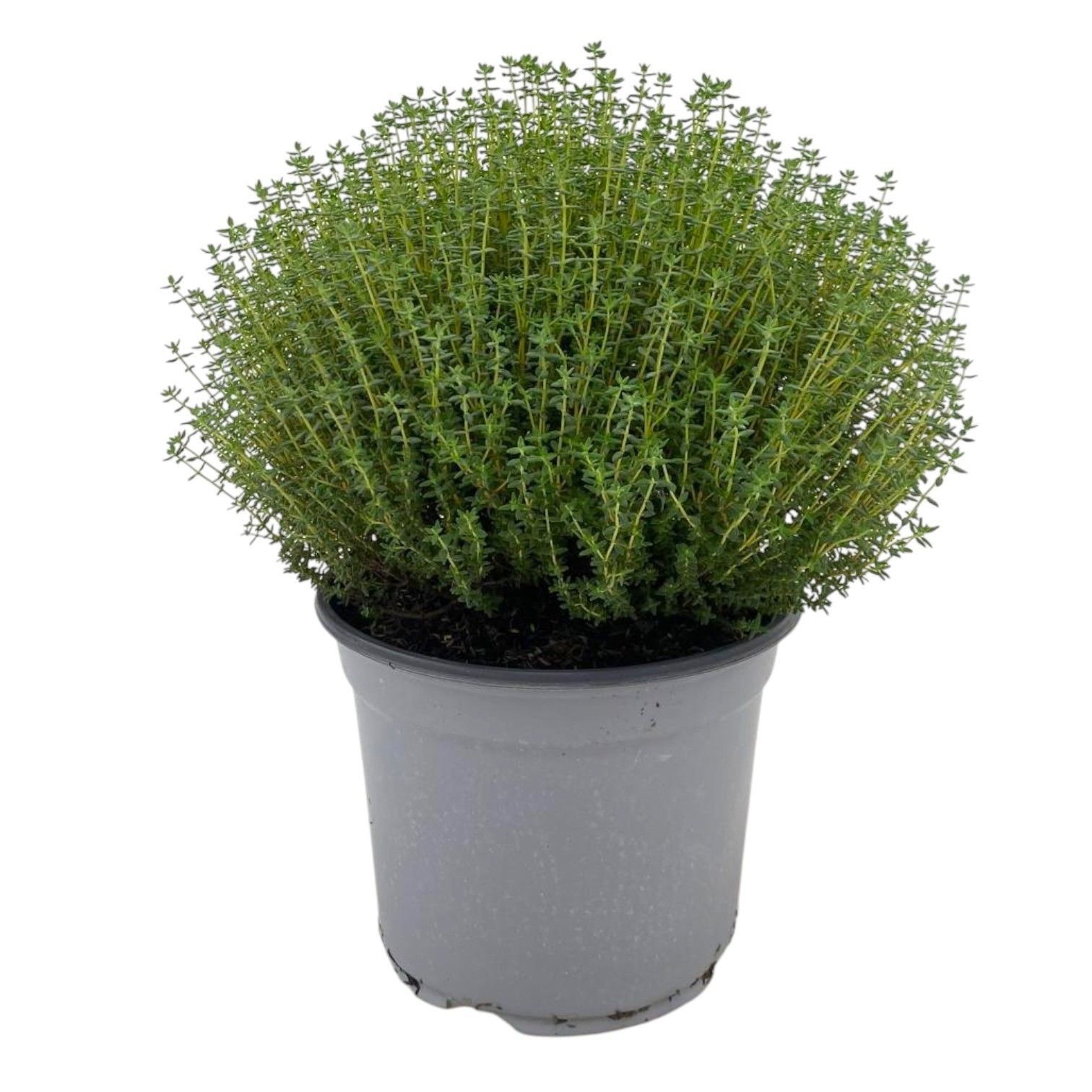 Горшечные цветы и растения оптом Thymus Vulgaris Faustini от 3шт из Голландии с доставкой по России