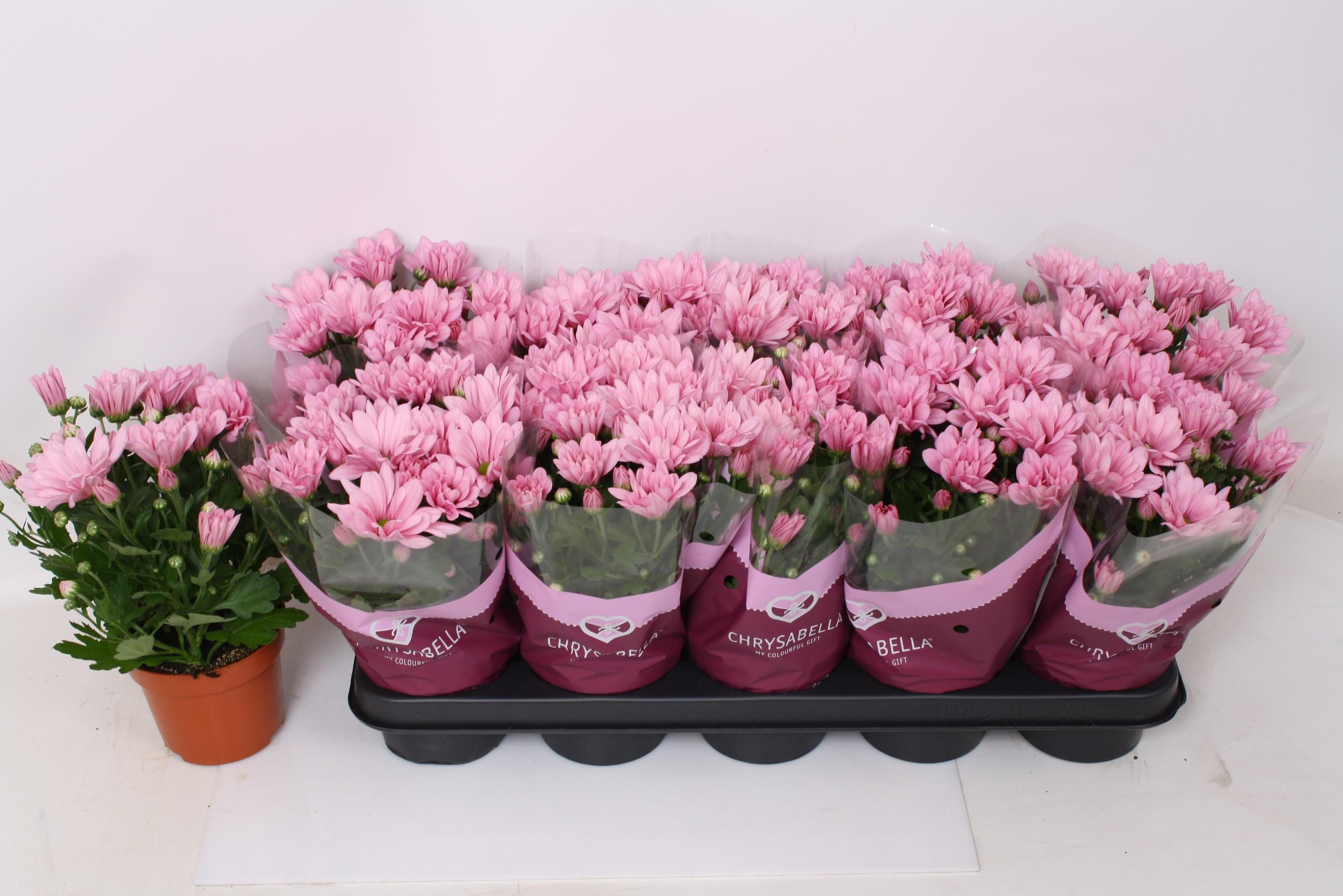 Горшечные цветы и растения оптом Chrys Breeze Pink от 10шт из Голландии с доставкой по России