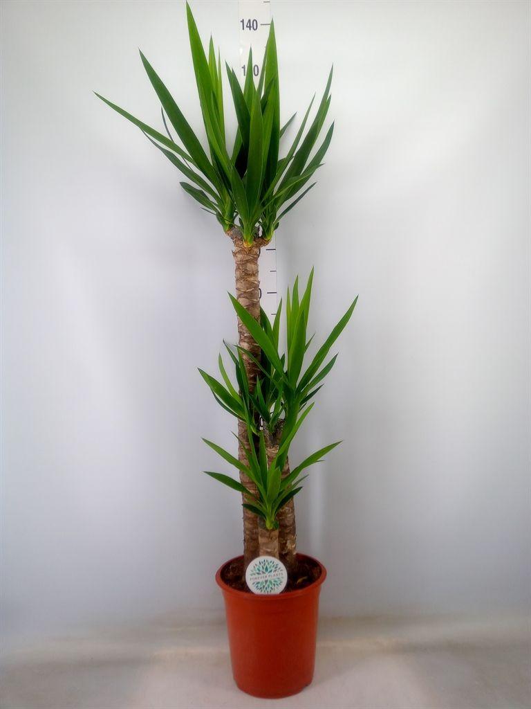 Горшечные цветы и растения оптом Yucca   ... от 1шт из Голландии с доставкой по России