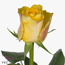 Срезанные цветы оптом Rosa large downtown от 40шт из Голландии с доставкой по России