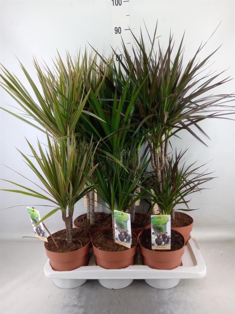 Горшечные цветы и растения оптом Dracaena   ...mix от 6шт из Голландии с доставкой по России