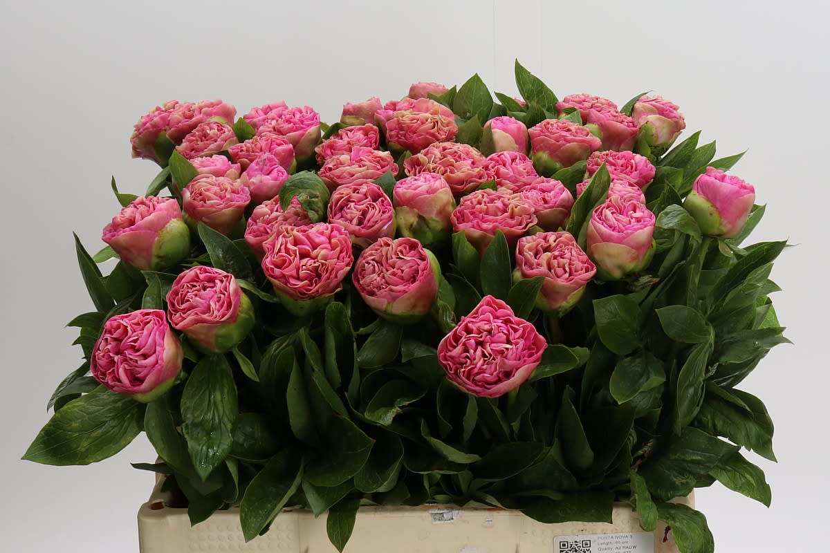 Срезанные цветы оптом Paeonia carnation bq от 50шт из Голландии с доставкой по России