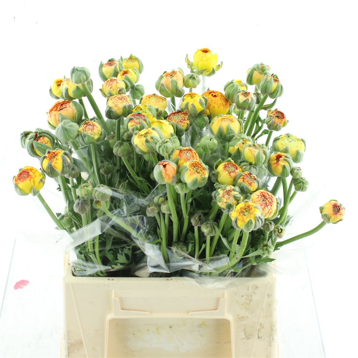 Срезанные цветы оптом Ranunculus aazur orange stripes от 25шт из Голландии с доставкой по России
