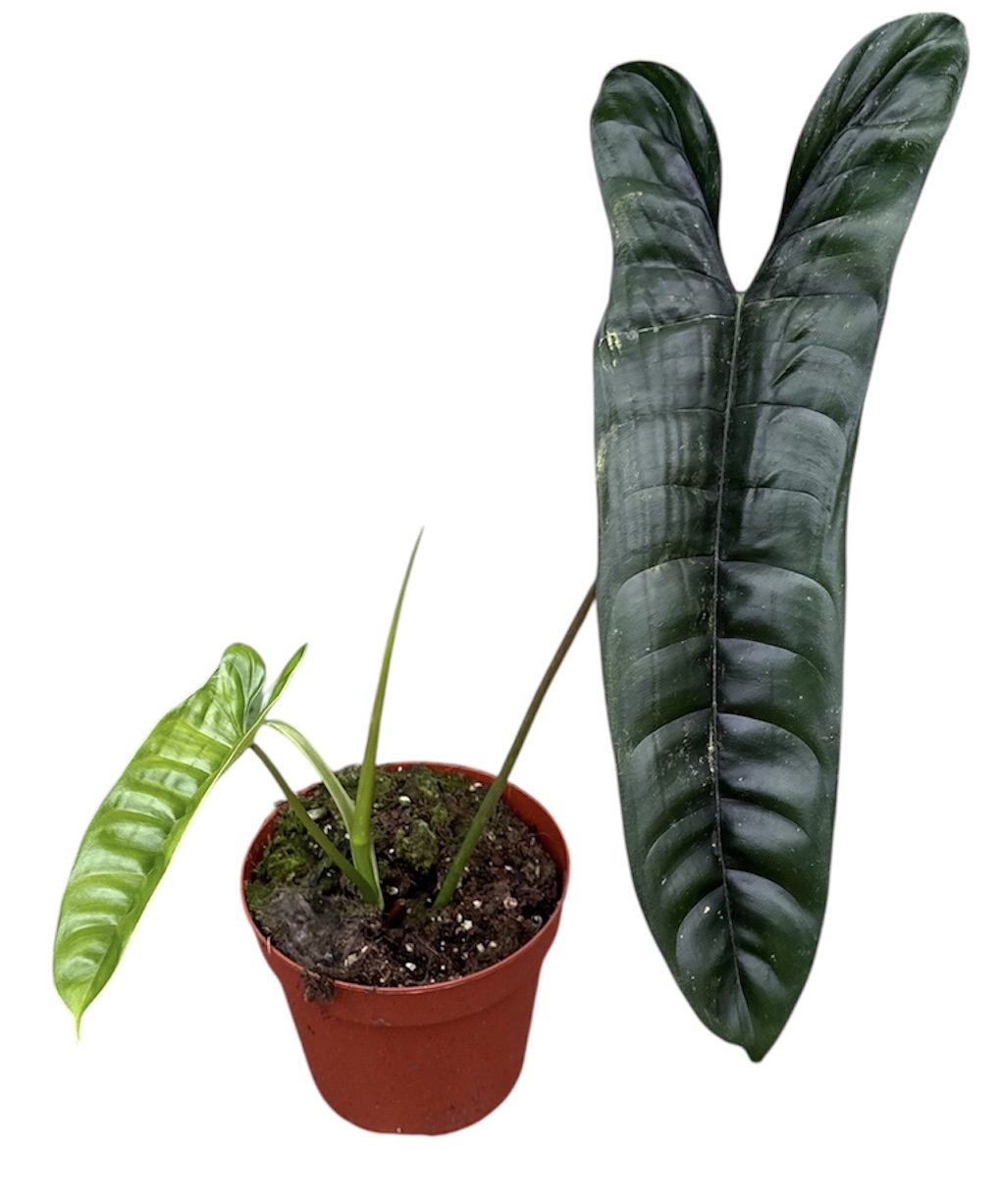 Горшечные цветы и растения оптом Philodendron Felix от 1шт из Голландии с доставкой по России