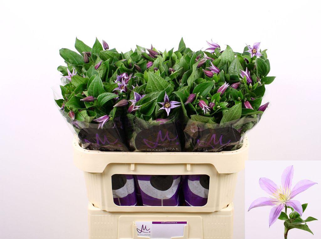 Срезанные цветы оптом Clematis star river от 60шт из Голландии с доставкой по России