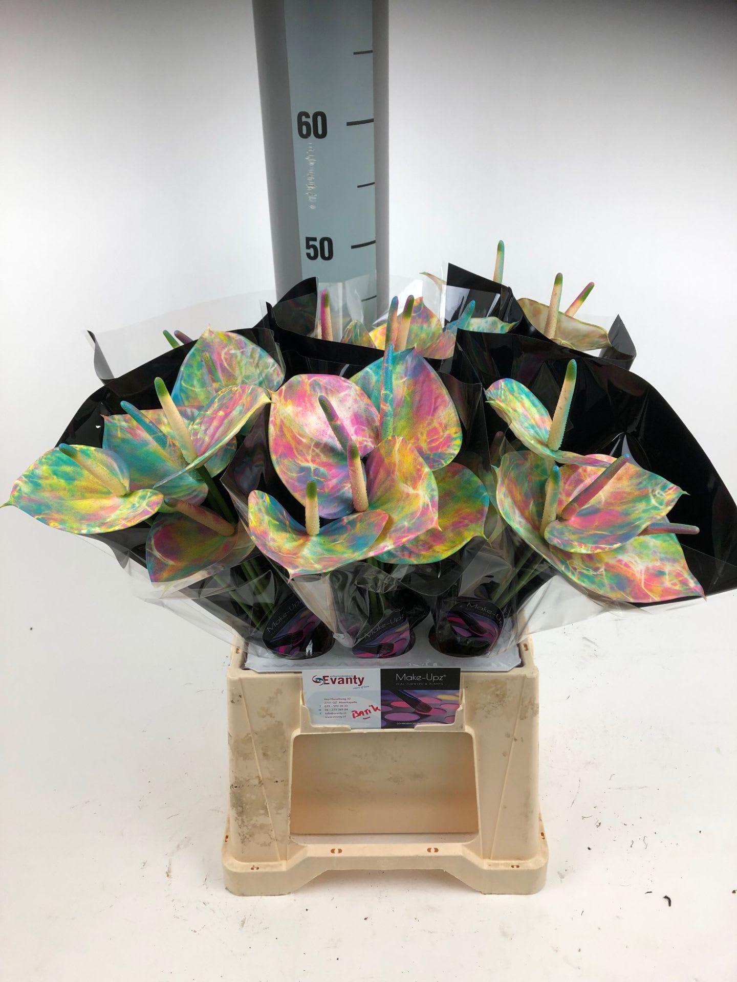 Срезанные цветы оптом Anthurium love mix от 30шт из Голландии с доставкой по России