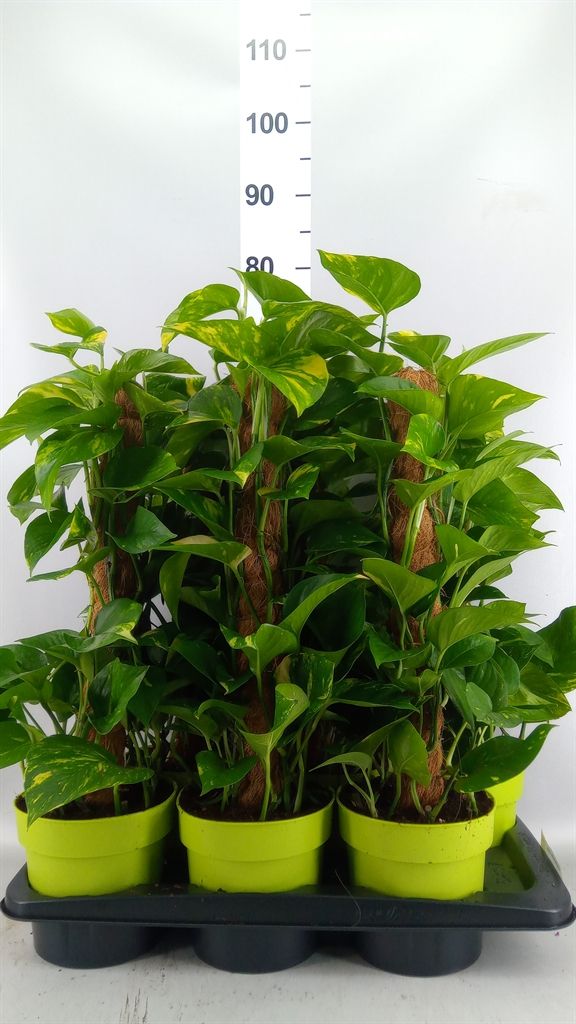 Горшечные цветы и растения оптом Ficus Melany 4 Pp Vlecht Stam AA от 1шт из Голландии с доставкой по России