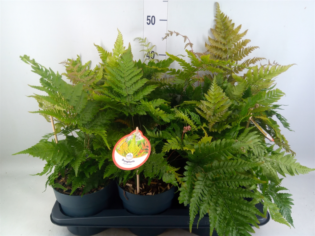 Горшечные цветы и растения оптом Dryopteris Erythrosora от 6шт из Голландии с доставкой по России