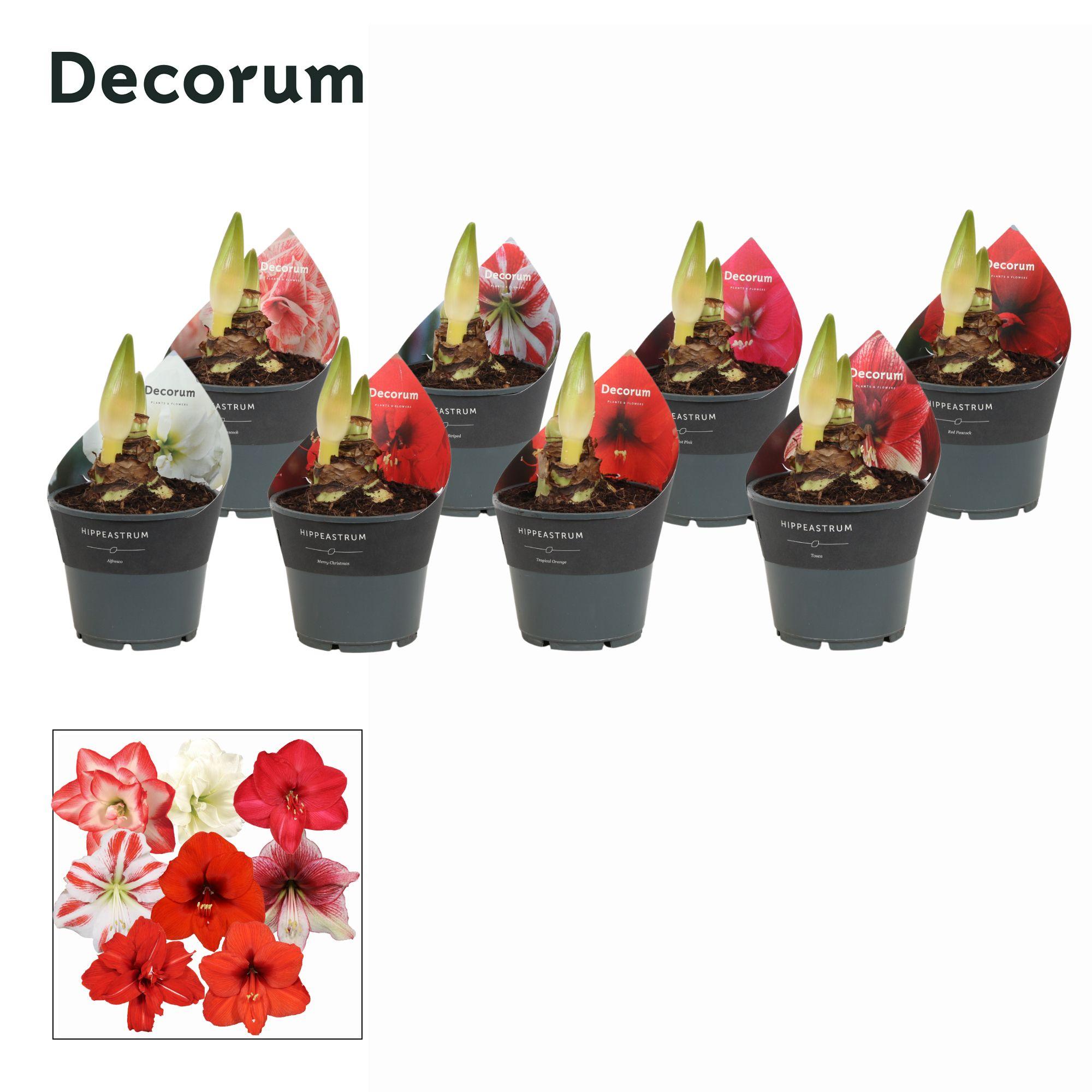 Горшечные цветы и растения оптом Hipp Mix Exclusive 2pp (decorum) от 7шт из Голландии с доставкой по России