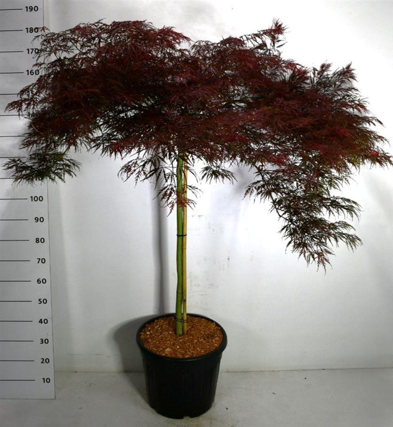 Горшечные цветы и растения оптом Acer Palm Garnet On Stem от 1шт из Голландии с доставкой по России