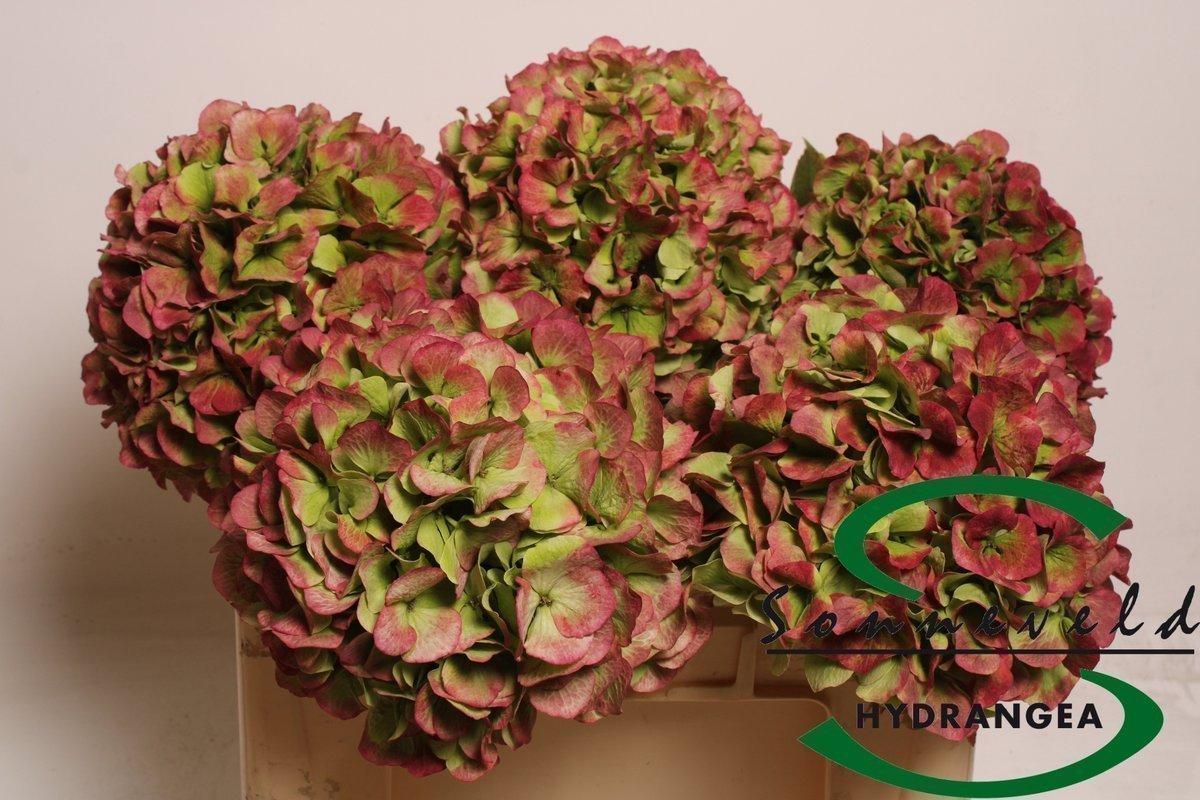 Срезанные цветы оптом Hydrangea verena classic green red jumbo от 5шт из Голландии с доставкой по России
