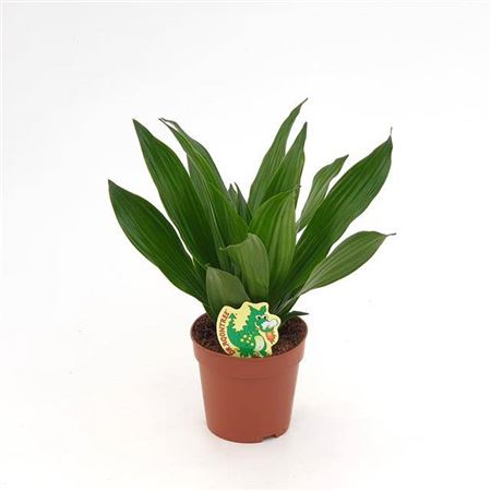 Горшечные цветы и растения оптом Dracaena Green Jewel от 10шт из Голландии с доставкой по России