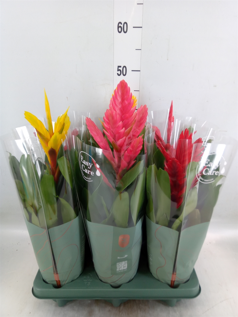 Горшечные цветы и растения оптом Vriesea   ...mix от 6шт из Голландии с доставкой по России