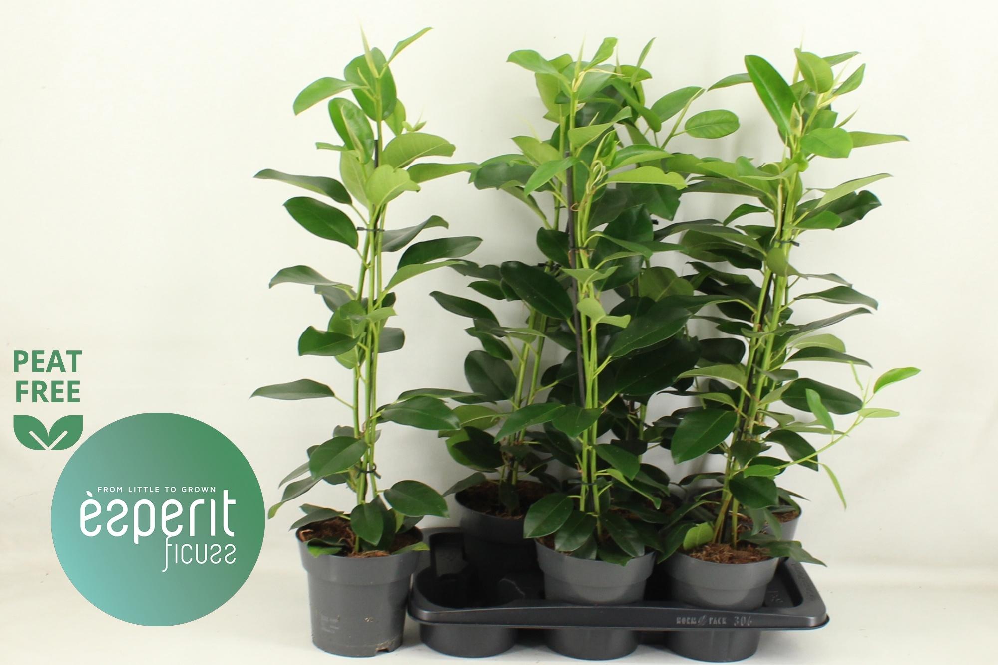 Горшечные цветы и растения оптом Fic Mi Fuji от 6шт из Голландии с доставкой по России