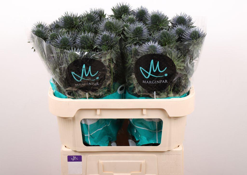Срезанные цветы оптом Eryngium scorpius questar от 20шт из Голландии с доставкой по России