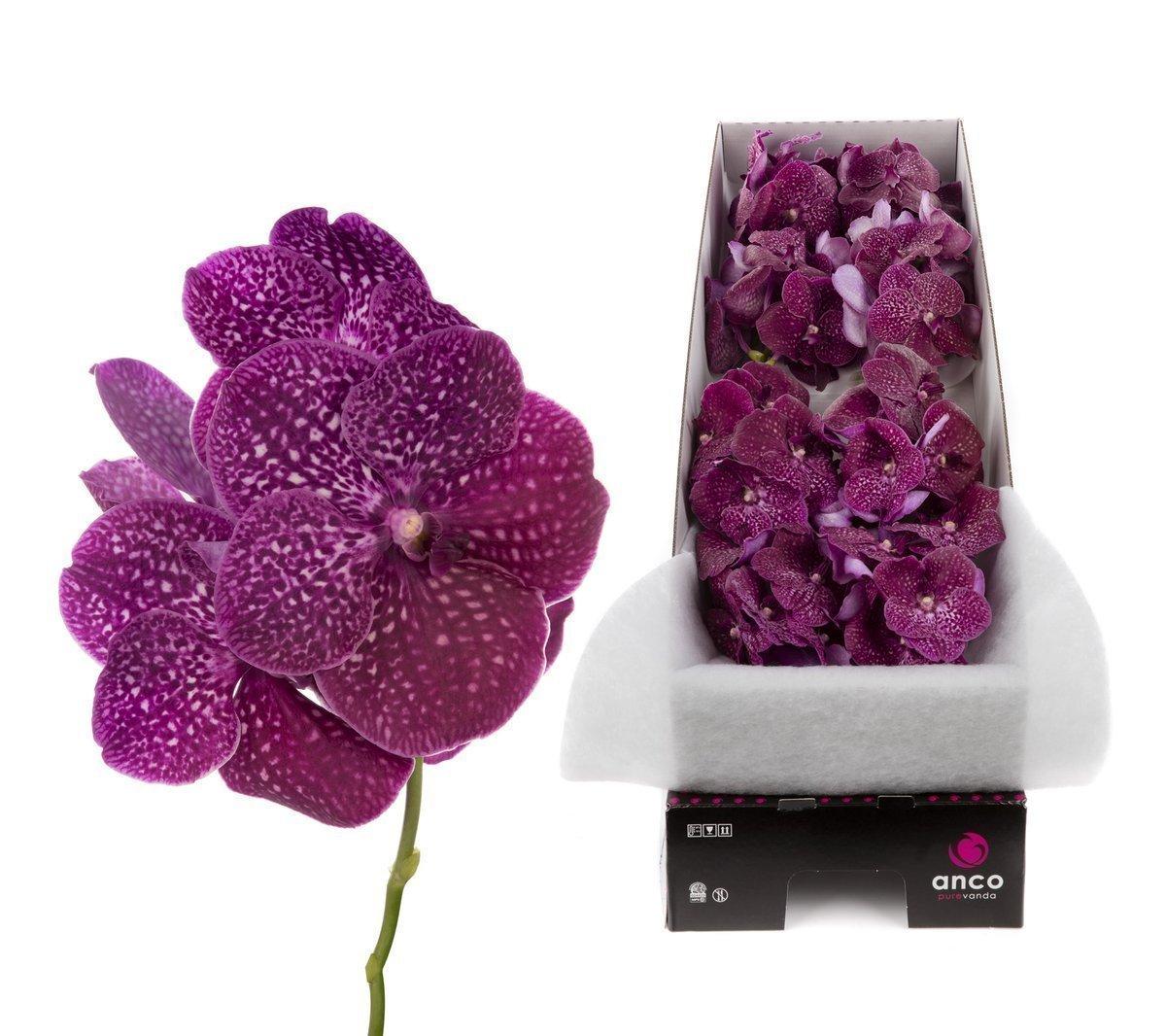 Срезанные цветы оптом Vanda nitaya crimson love от 8шт из Голландии с доставкой по России