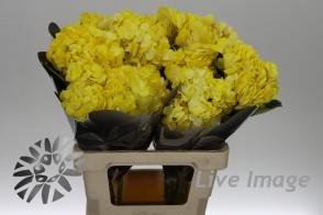 Срезанные цветы оптом Hydrangea yellow от 30шт из Голландии с доставкой по России