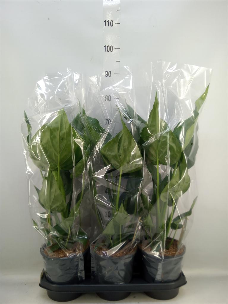 Горшечные цветы и растения оптом Alocasia Cucullata от 3шт (для телеги) из Голландии с доставкой по России