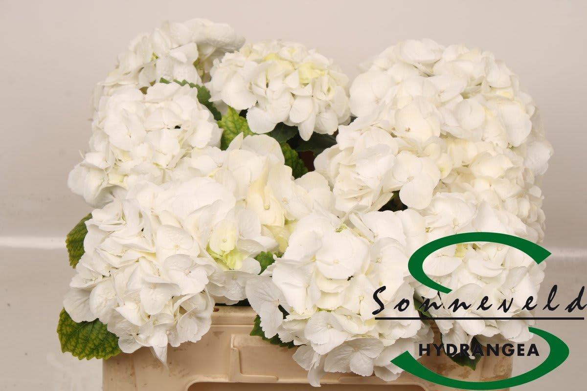 Срезанные цветы оптом Hydrangea royal princess от 10шт из Голландии с доставкой по России