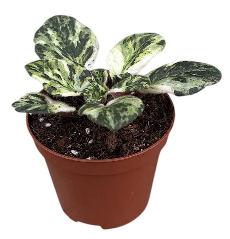 Горшечные цветы и растения оптом Saintpaulia Marble от 1шт (для телеги) из Голландии с доставкой по России