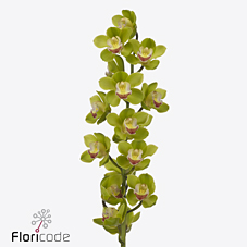 Срезанные цветы оптом Cymbidium green miretflor от 6шт из Голландии с доставкой по России