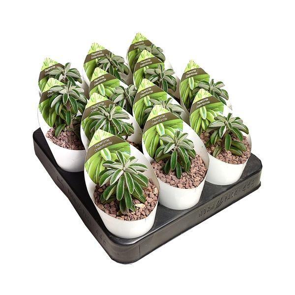 Горшечные цветы и растения оптом Peperomia Dolabriformis Potcover от 12шт (для телеги) из Голландии с доставкой по России Горшечные цветы и растения оптом Peperomia Dolabriformis Potcover от 12шт (для телеги) из Голландии с доставкой по России