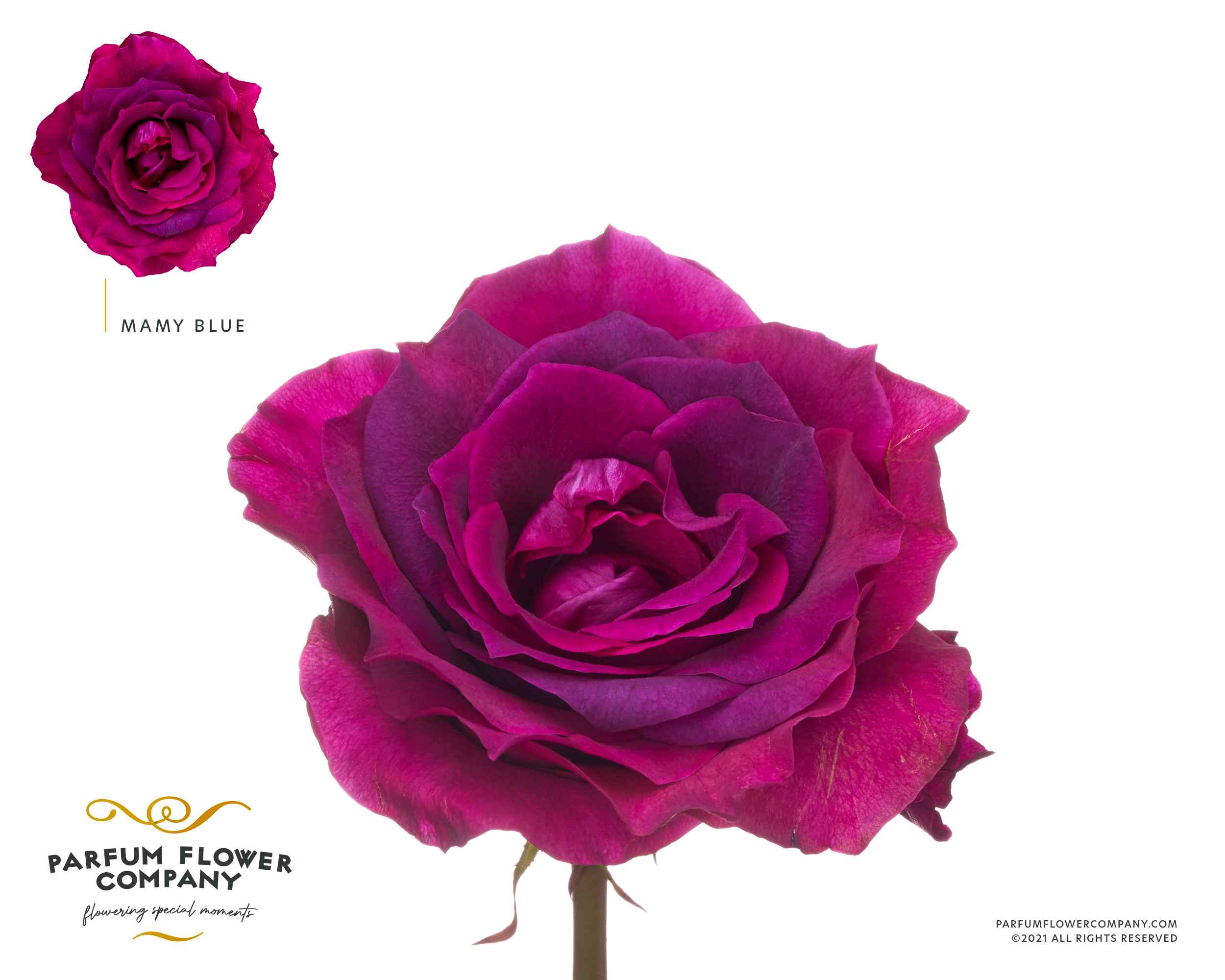 Срезанные цветы оптом Rosa la garden mamy blue (scented) от 24шт из Голландии с доставкой по России