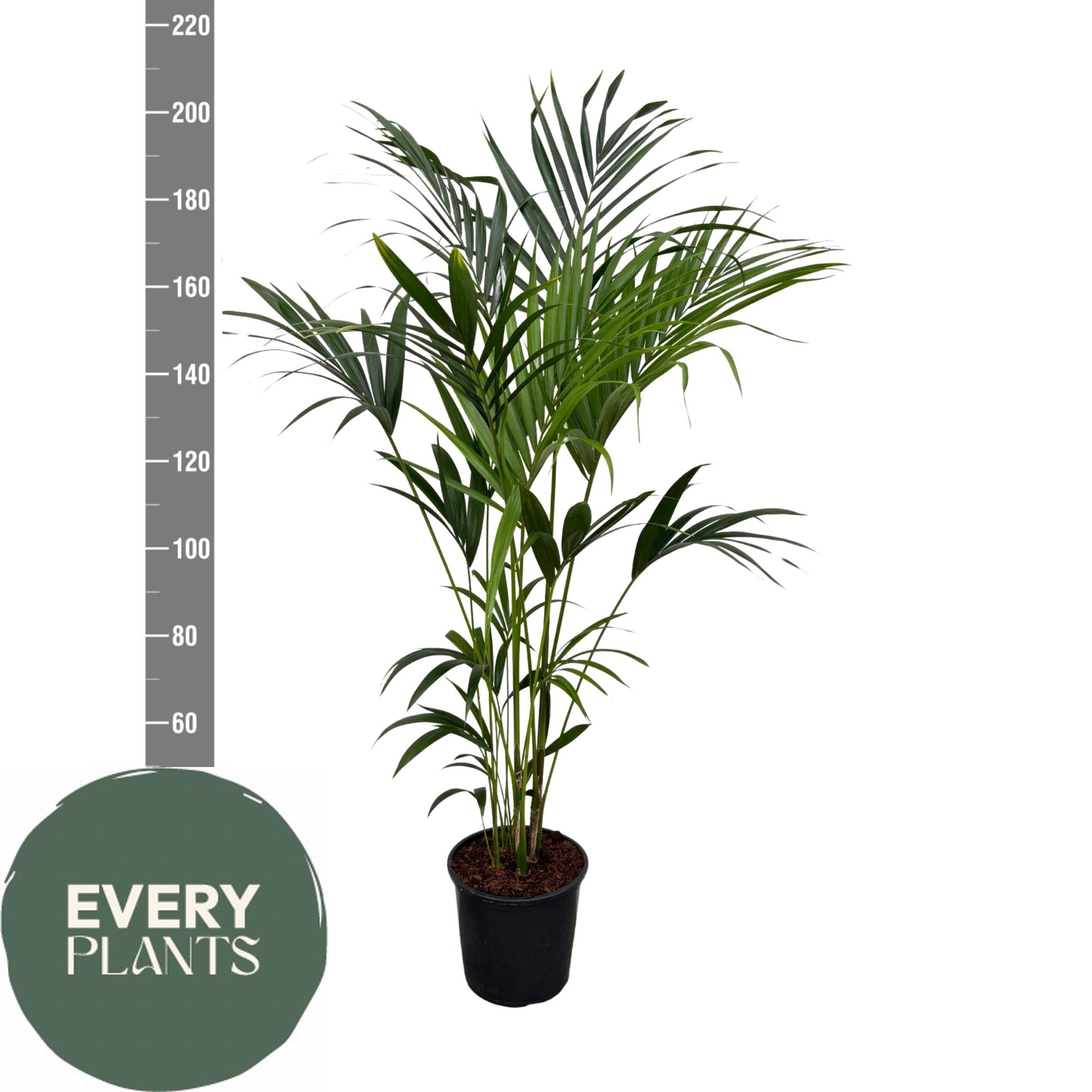 Горшечные цветы и растения оптом Howea Forsteriana от 1шт из Голландии с доставкой по России