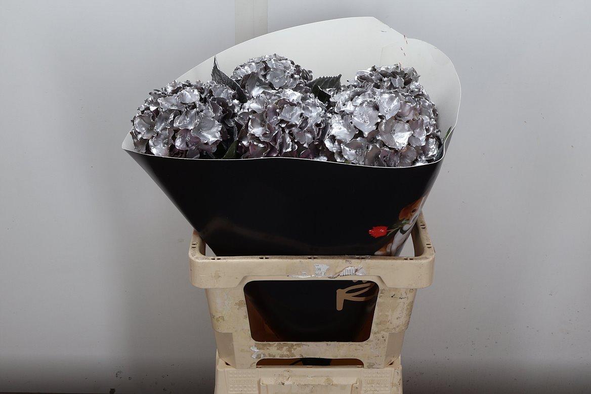 Срезанные цветы оптом Hydrangea paint wax silver от 5шт из Голландии с доставкой по России