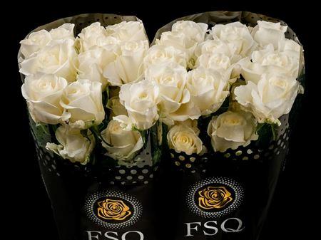 Срезанные цветы оптом Rosa ec tibeth от 40шт. из Голландии с доставкой по России